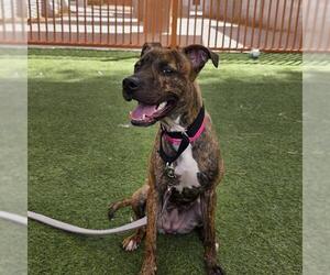 Mutt Dogs for adoption in Las Vegas, NV, USA