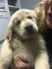 Golden Retriever Puppy for sale in NORTHWOOD, OH, USA