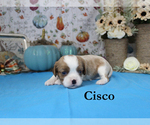 Small Photo #41 Cavalier King Charles Spaniel Puppy For Sale in CHANUTE, KS, USA