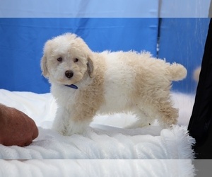 Poodle (Toy) Puppy for sale in DYERSBURG, TN, USA