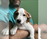 Small #1 Mutt