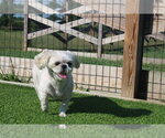 Small #2 Shih Tzu