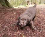 Small Photo #7 Labrador Retriever Puppy For Sale in PRESCOTT, OR, USA