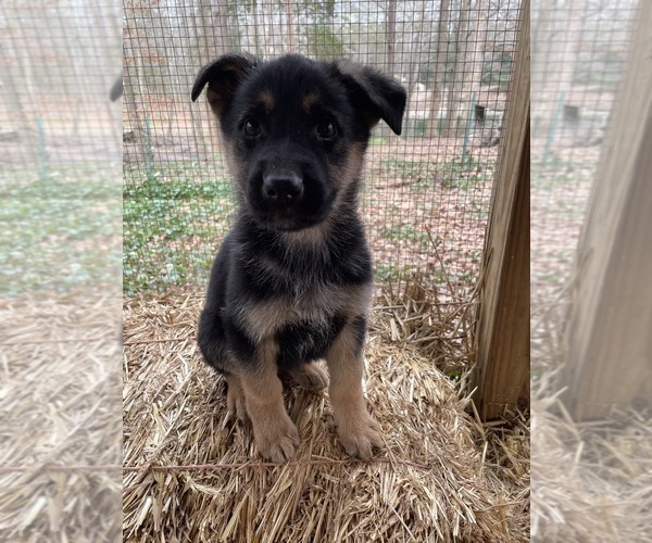 Medium Photo #1 German Shepherd Dog Puppy For Sale in CHARLOTTE, NC, USA