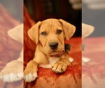 Small #3 Mutt