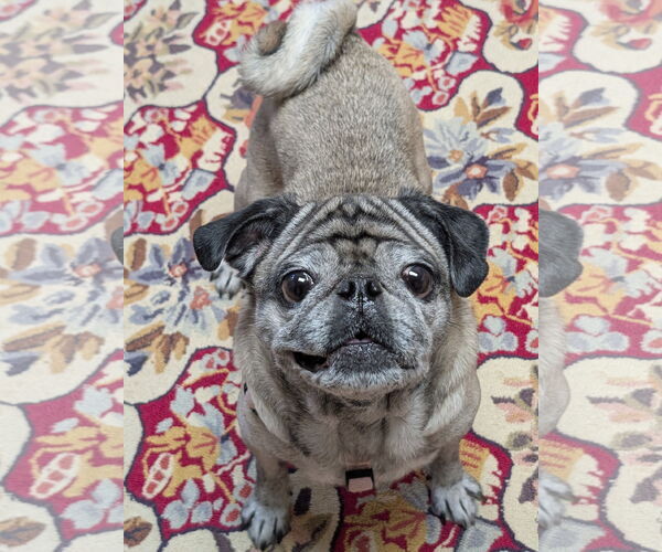 Medium Photo #2 Pug Puppy For Sale in Greensboro, NC, USA
