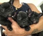 Small Photo #7 French Bulldog Puppy For Sale in CLIFTON, NJ, USA