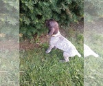 Small Photo #21 German Shorthaired Pointer Puppy For Sale in COSHOCTON, OH, USA