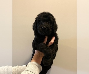 Goldendoodle Puppy for sale in CLARKSVILLE, TN, USA