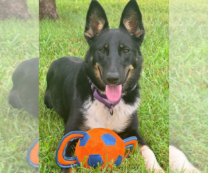 German Shepherd Dog-Unknown Mix Dogs for adoption in Kansas City, MO, USA