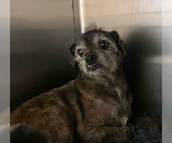 Medium Photo #2 Mutt Puppy For Sale in Foristell, MO, USA