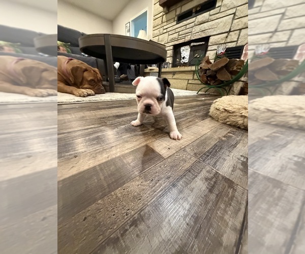 Medium Photo #11 Boston Terrier Puppy For Sale in FREDONIA, KS, USA