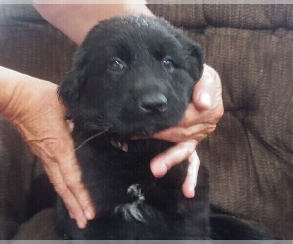 Medium Photo #4 Golden Shepherd Puppy For Sale in HAMPTON, MN, USA