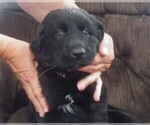 Small #3 Golden Shepherd
