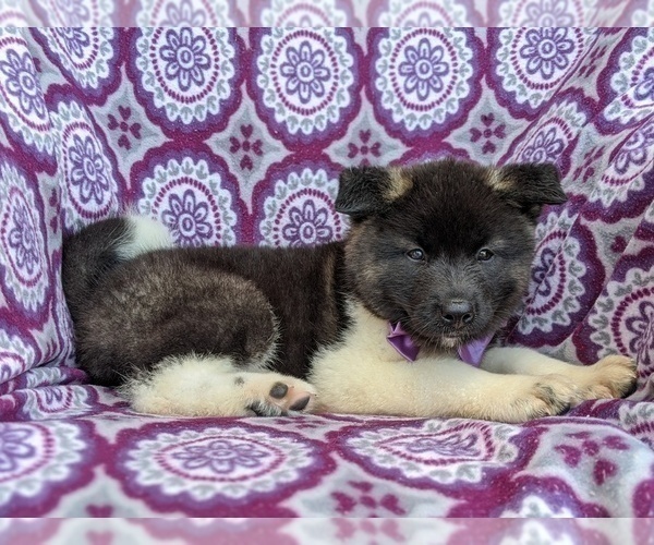 Medium Photo #5 Akita Puppy For Sale in CHRISTIANA, PA, USA
