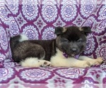 Small Photo #5 Akita Puppy For Sale in CHRISTIANA, PA, USA