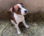 Puppy 3 Jack Russell Terrier