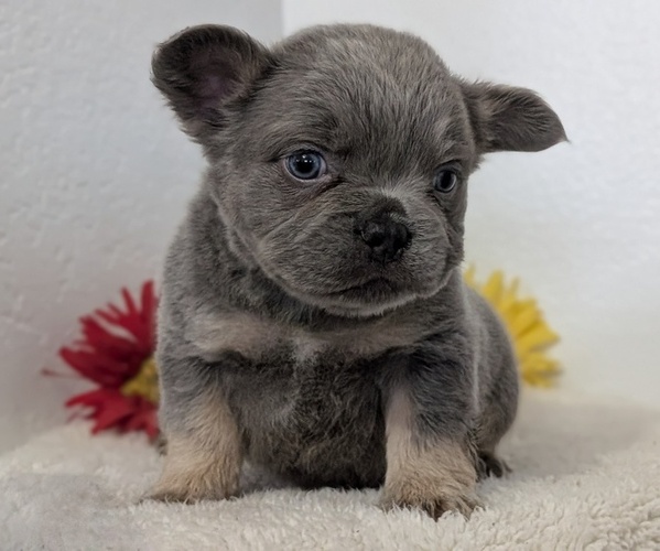 Medium Photo #6 French Bulldog Puppy For Sale in GOSHEN, IN, USA