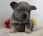 Small #5 French Bulldog