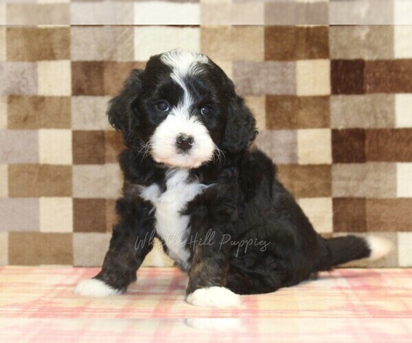 Medium Photo #5 Bernedoodle (Miniature) Puppy For Sale in DENVER, PA, USA
