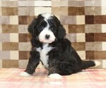 Small #4 Bernedoodle (Miniature)