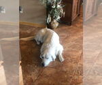 Small #8 Akbash-Great Pyrenees Mix