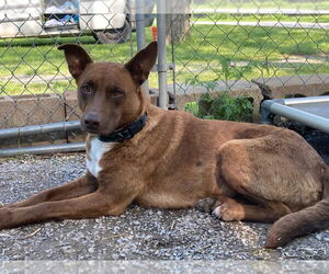 Australian Kelpie-Labrador Retriever Mix Dogs for adoption in Claremore, OK, USA
