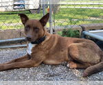 Small Australian Kelpie-Labrador Retriever Mix