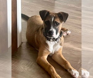 Boxer-Staffordshire Bull Terrier Mix Dogs for adoption in Princeton, MN, USA