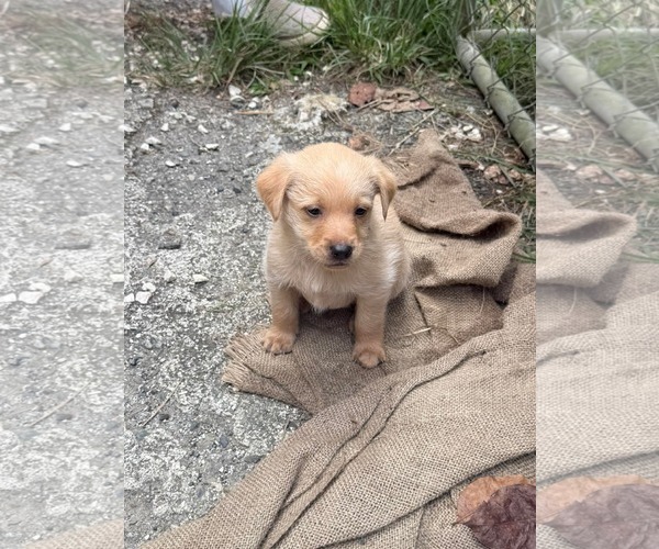 Medium Photo #3 Chihuahua-Labrador Retriever Mix Puppy For Sale in Virginia Beach, VA, USA