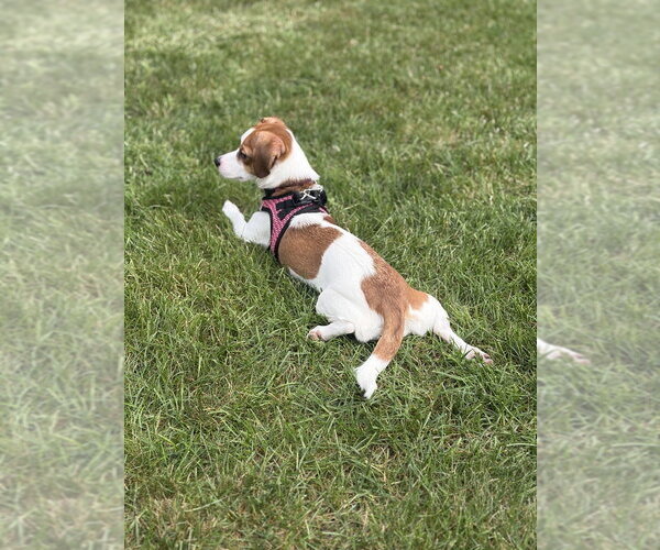 Medium Photo #4 Beagle-Unknown Mix Puppy For Sale in Mundelein, IL, USA