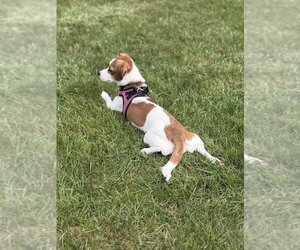 Cayenne - Female Beagle-Unknown Mix Dog for Adoption - Photo #4