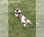 Small Photo #4 Beagle-Unknown Mix Puppy For Sale in Mundelein, IL, USA