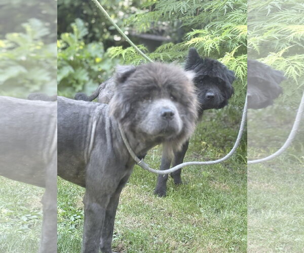 Medium Photo #3 Chow Chow Puppy For Sale in Prescott, Ontario, Canada