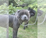 Small #2 Chow Chow