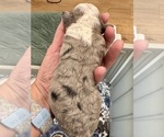Small #3 Aussiedoodle Miniature 