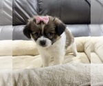 Small #7 Papillon
