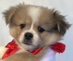 Puppy Roku Baby Boy Pekingese-Pomsky Mix