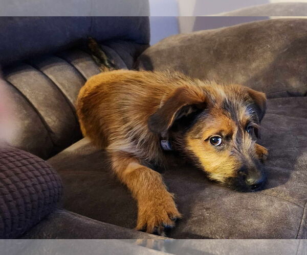 Medium Photo #4 Mutt Puppy For Sale in Lewistown, PA, USA