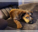 Small #3 Mutt