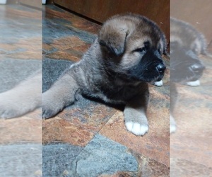 Akita Puppy for Sale in LOUISVILLE, Kentucky USA