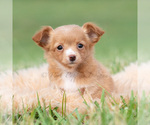 Small Photo #33 Chihuahua Puppy For Sale in WARSAW, IN, USA