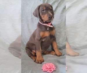Doberman Pinscher Puppy for sale in POMEROY, OH, USA