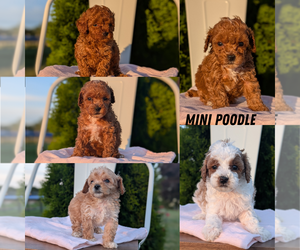 Poodle (Miniature) Puppy for sale in GOSHEN, IN, USA