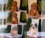 Small Photo #1 Poodle (Miniature) Puppy For Sale in GOSHEN, IN, USA