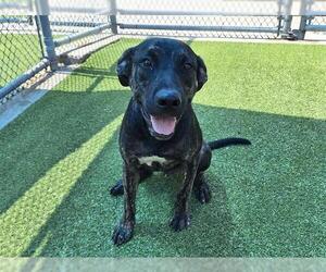 American Staffordshire Terrier-Unknown Mix Dogs for adoption in Grand Prairie, TX, USA