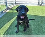 Small American Staffordshire Terrier Mix