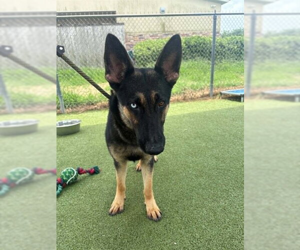 Medium Photo #1 German Shepherd Dog Puppy For Sale in Pasadena, TX, USA