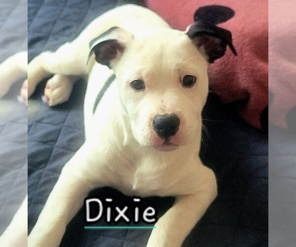 Medium Photo #1 American Staffordshire Terrier-Labrador Retriever Mix Puppy For Sale in Dana Point, CA, USA