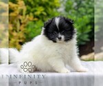 Olive - Female Pomeranian Puppy for Sale - Photo #3